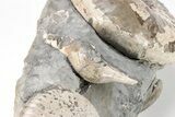 Two Iridescent Fossil Ammonites (Discoscaphites) - South Dakota #209666-3